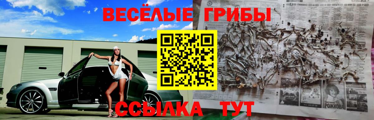 Алейск  цены наркотик  Псилоцибиновые грибы GOLDEN TEACHER  Вход с VPN  Галлюциногенные грибы MAGIC MUSHROOMS 